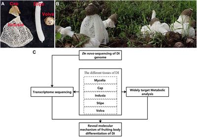 Genome, transcriptome, and metabolome analyses provide new insights into the resource development in an edible fungus Dictyophora indusiata